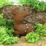 sarna5_Easy-Resize.com